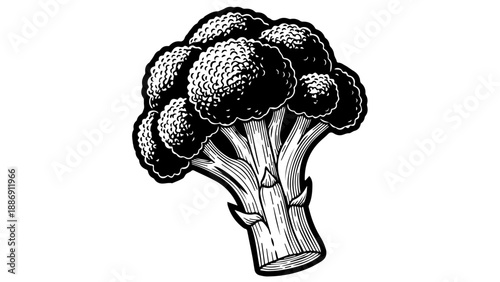 High-contrast black and white illustration of a broccoli head with intricate florets and fibrous stem