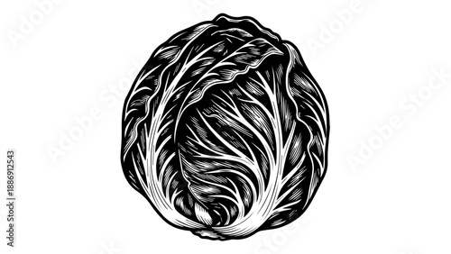 High-contrast black-and-white illustration of a cabbage with detailed leaves