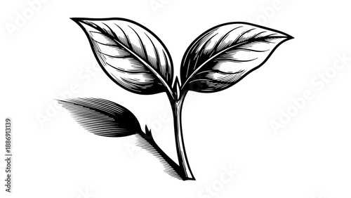 Black and white illustration of a young plant sprout with two leaves and a leaf bud