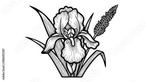 Black and white line drawing of a single iris flower with elongated leaves