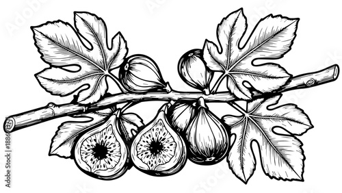 Black and white illustration of a fig branch with three ripe figs and lobed leaves