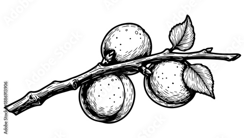 Black and white illustration of a knotted branch with plums and serrated leaves
