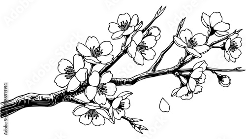 Black and white line drawing of a delicate cherry blossom branch with intricate petals and a teardrop shape