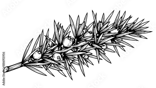Black and white illustration of a pine branch with pine cones