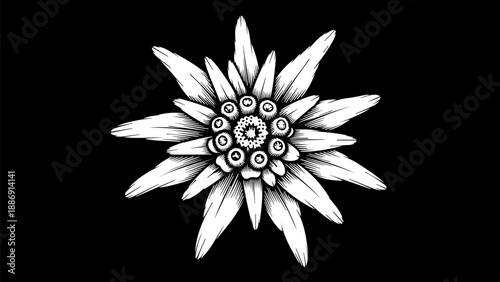 Black and white illustration of a detailed flower with geometric center