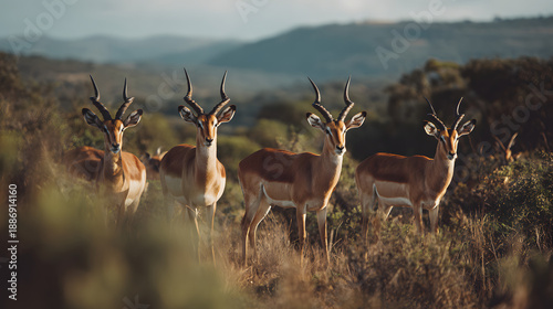 Antelopes in Grassland