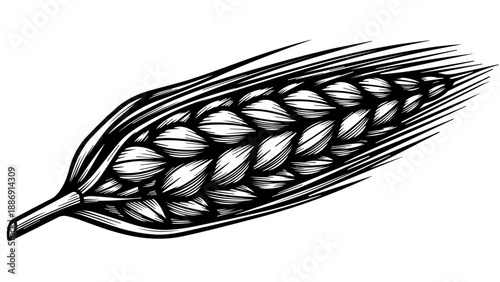 Black and white illustration of an open seed pod with oval seeds
