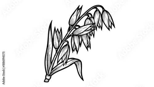 Black and white line drawing of a slender reed-like plant with elongated stems and delicate feathery leaves