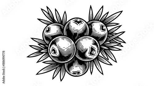 Black and white illustration of five berries with elongated leaves in a circular pattern