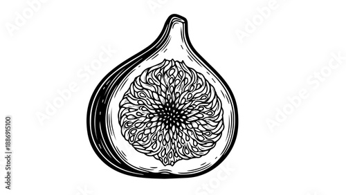 Black and white illustration of a single fig fruit with intricate interior patterns