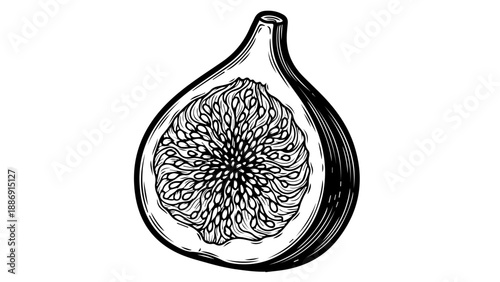 High-contrast black-and-white illustration of a cross-sectional view of a fig