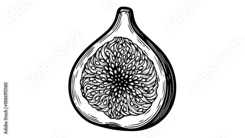 Black and white illustration of a fig fruit in a symmetrical cross-section