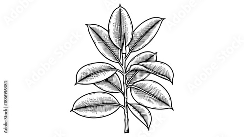 Botanical illustration of a leafy plant with elongated leaves and fine veins in a minimalist black-and-white line drawing