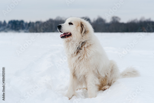 Fotografie large white pyrenean mountain dog in winter field on white snow, huge dog sittin