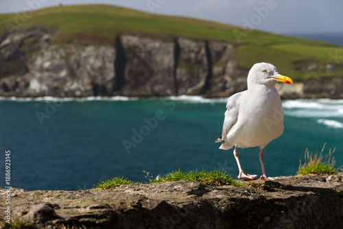 Seagull on a rock 3
