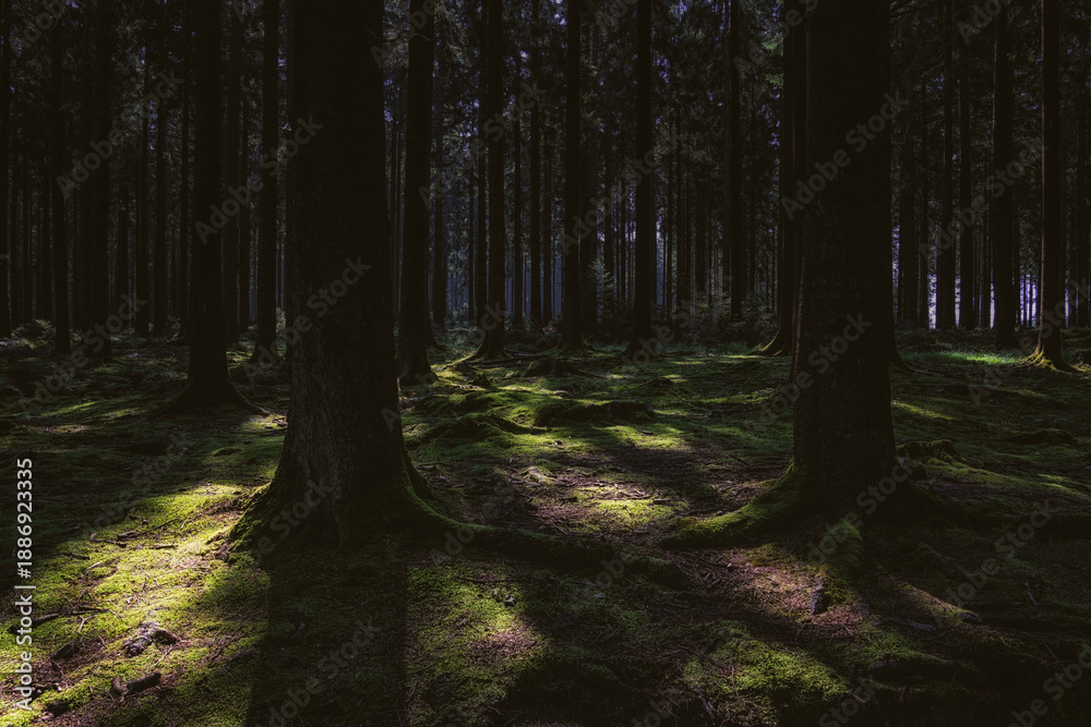 Fototapeta premium Green mossy forest floor with trees.