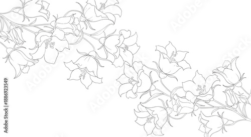 Delicate black and white line art illustration of bellflower vines creating an elegant diagonal frame on a white background.