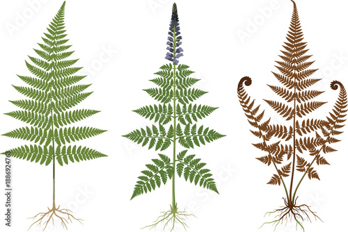 Green fern leaf and evergreen fir tree branch isolated on white background as a festive nature frame for Christmas holiday winter decoration and New Year celebration
