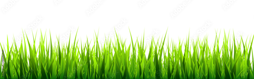 Fototapeta premium Meadow silhouette with green grass, plants on plain. Panoramic summer lawn landscape with herbs, various weeds. Herbal border, frame element. Black horizontal banners. Vector illustration