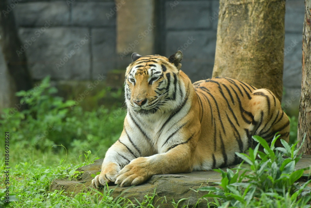 Obraz premium A male tiger is lying in a cage at the zoo