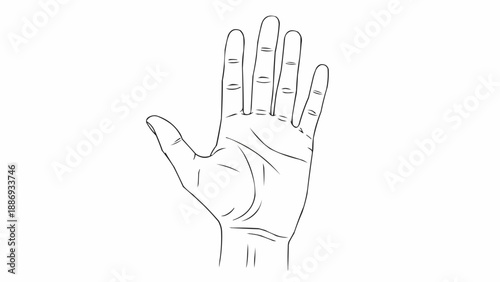 Line Drawing of a Human Hand Showing Five Fingers.