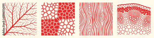 Natural textures set with hand drawn leaf veins, wood grain and cell structures in a red line art style. A vector illustration collection for backgrounds, science diagrams and organic patterns.