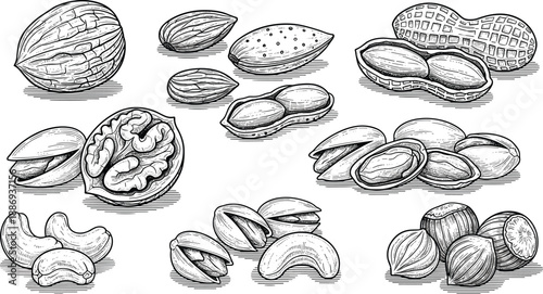 Vintage Hand Drawn Nut Collection Featuring Walnut Almond Peanut Pistachio Cashew and Hazelnut Sketches cad drawing flat vector illustration