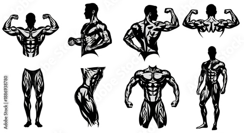 A muscular man showcasing various poses and muscle flexing from different viewpoints, illustrating human anatomy and physique, featuring multiple bodybuilder illustrations.