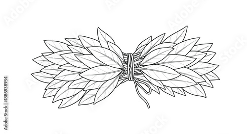 Hand-drawn illustration of a bundle of fresh bay leaves tied together with twine, in a black and white line art style.