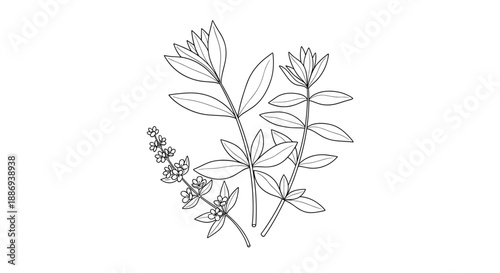 Simple black and white line art illustration featuring a bouquet of various medicinal herbs and wildflowers on a white background.