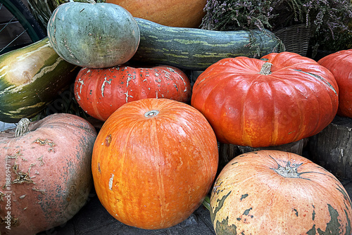 Large pumpkins of different colors in close-up. Yellow, green, round, and long pumpkins