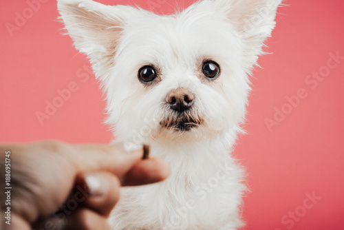 Hund wartet auf seine Belohung