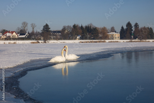 Foto Swan, Mute swan, cygnus olor on the ice, snow on a lake, winter landscape