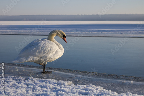 Bilde på lerret Swan, Mute swan ,cygnus olor on the ice, snow on a lake, winter landscape