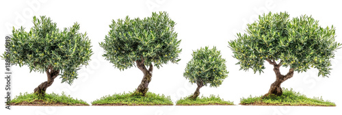Four olive trees on grass, isolated on a black backdrop