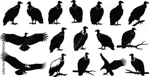 Fényképezés Vulture bird silhouette collection featuring perched and flying scavenger birds