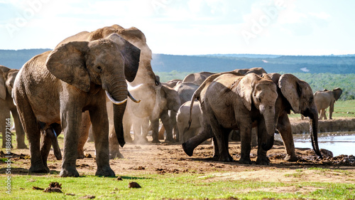 A group of elephants gathers near a watering hole in Addo Elephant Park, South Africa.