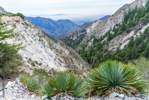 Wallpaper Mural San Gabriel Peak Mountain View with Yucca Plants and Deep Canyon Torontodigital.ca