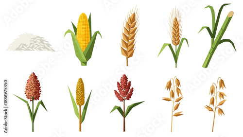 Low Poly Collection of stylized cereal grains and sugar cane on a white background