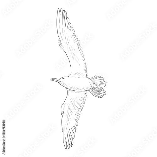 Seagull - Vector Sketch Illustration