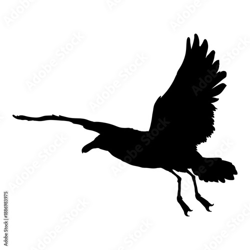 Flying Seagull Vector Silhouette Illustration