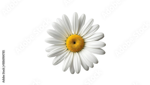 White Daisy Flower Isolated on a Neutral Grey Background