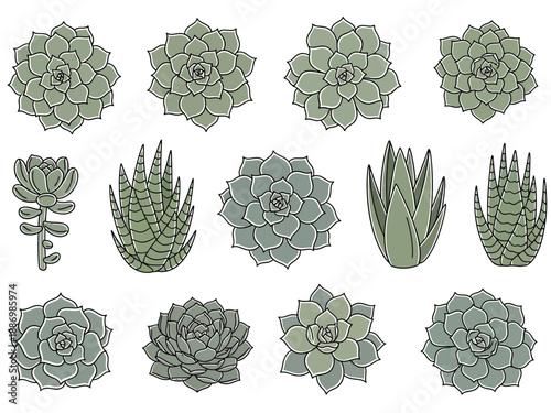 Illustration of twelve green succulent plants various shapes isolated on white