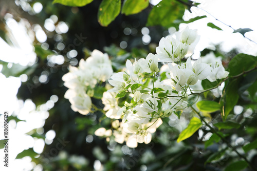 white flowers of a tree