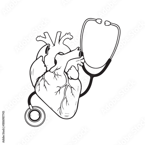 Anatomical human heart wrapped in stethoscope line art illustration. Medical vector sketch design for cardiology, nursing, doctor, and healthcare concept.
