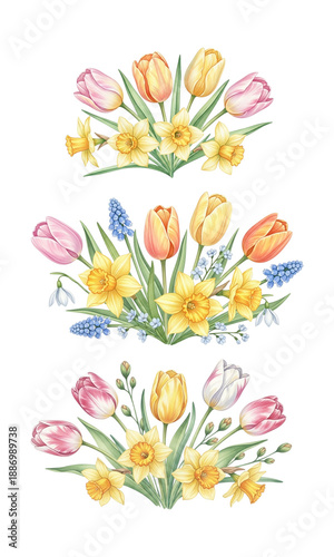 Tulip flower isolated, tulip flower collection, Collection set of watercolor tulip flowers isolated