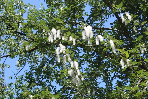 Schilderij op canvas poplar infructescences, white and cottony