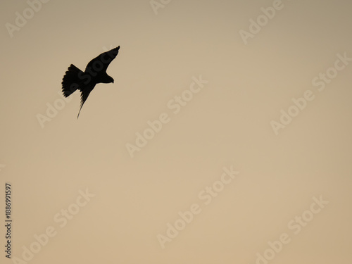 Marsh Harrier Silhouette Hunting in Flight