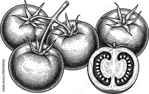 Hand drawn tomato illustration vector with whole and sliced tomatoes, detailed vintage engraving style, and realistic botanical sketch