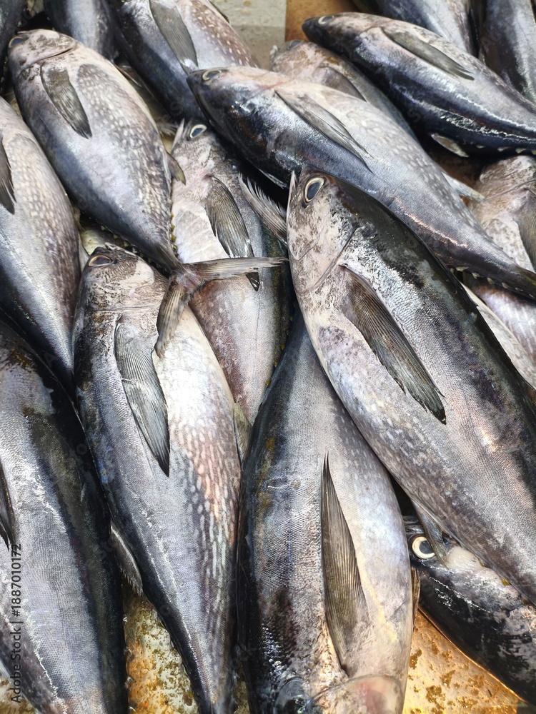 Fototapeta premium KUALA LUMPUR, MALAYSIA - JANUARY 23, 2026 : A high-angle, close-up shot of multiple fresh, whole tuna fish stacked together at a seafood vendor's stall, showcasing the metallic skin and scales